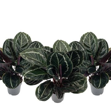 Calathea roseopicta