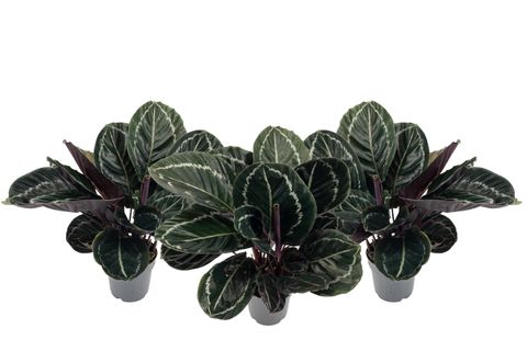 Calathea roseopicta