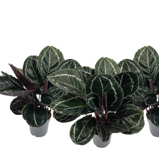 Calathea roseopicta