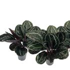 Calathea roseopicta