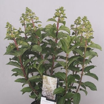 Hydrangea paniculata 'Silver Dollar'