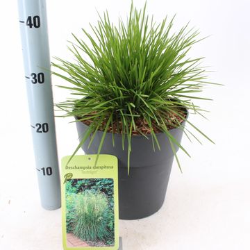 Deschampsia cespitosa 'Goldtau'