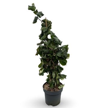 Corylus avellana 'Contorta'