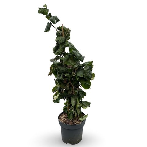 Corylus avellana 'Contorta'