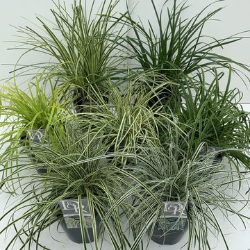 Carex MIX