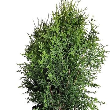 Thuja occidentalis 'King of Brabant'