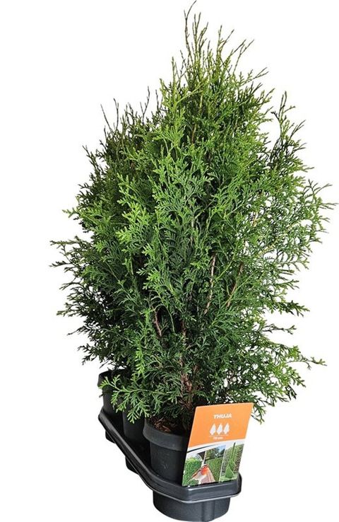Thuja occidentalis 'King of Brabant'