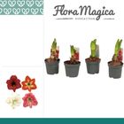 Hippeastrum COLIBRI MIX