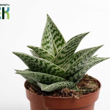 Aloe 'Tribal Variegata'