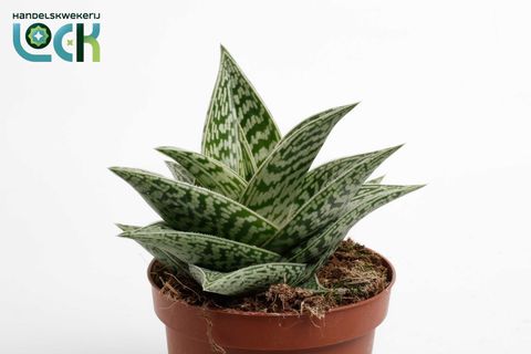 Aloe 'Tribal Variegata'