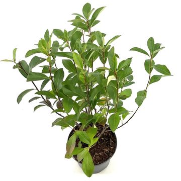 Aronia melanocarpa 'Professor Ed'