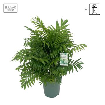 Chamaedorea elegans