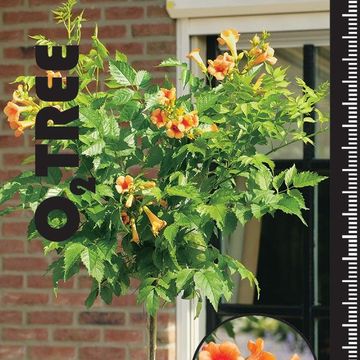 Campsis x tagliabuana INDIAN SUMMER