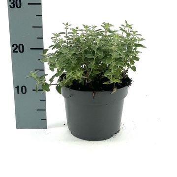 Nepeta 'Junior Walker'