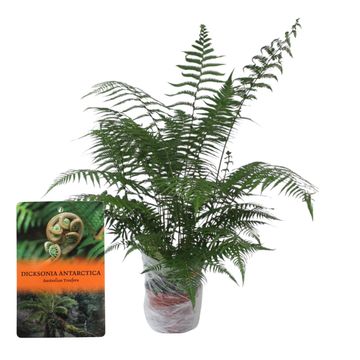 Dicksonia antarctica