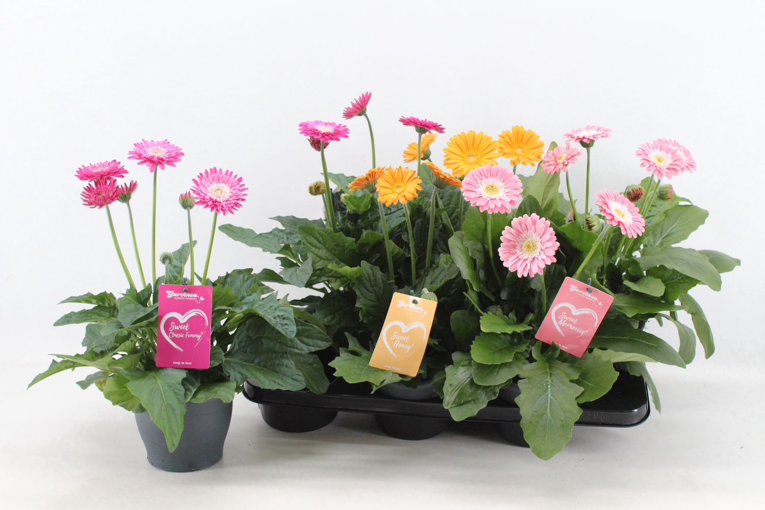 Gerbera GARVINEA MIX — Pflanzengroßhandel FlorAccess