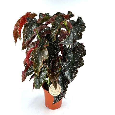 Begonia 'Cracklin' Rosie'