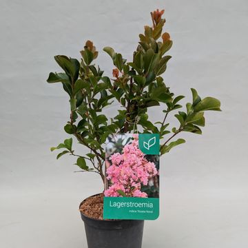 Lagerstroemia indica 'Rosea Nova'