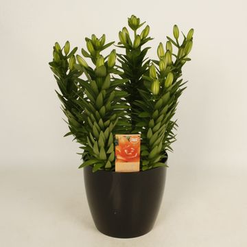 Lilium 'Tiny Double Dutch'