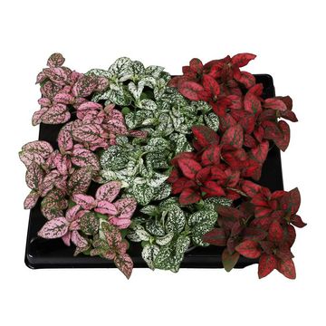 Hypoestes phyllostachya MIX