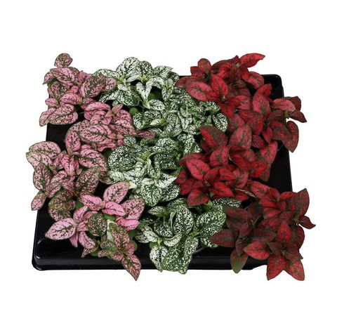 Hypoestes phyllostachya MIX