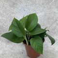 Philodendron scandens