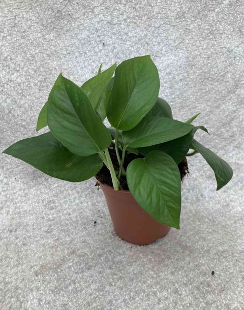 Philodendron scandens