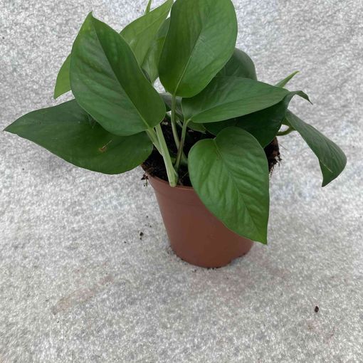 Philodendron scandens