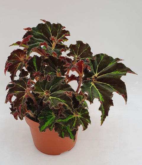 Begonia 'Evy'