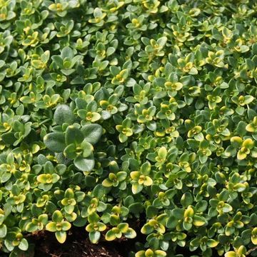 Thymus 'Rasta'