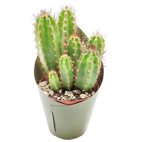 Neocardenasia herzogiana