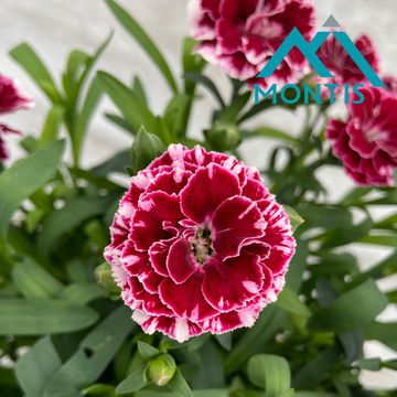 Диантус OSCAR WHITE AND RED