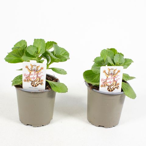 Plectranthus caninus 'Sumcol 01'