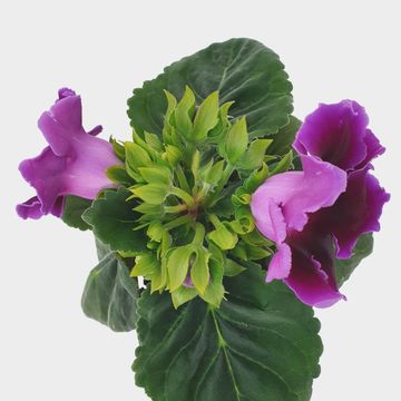 Sinningia 'Avanti Blue'