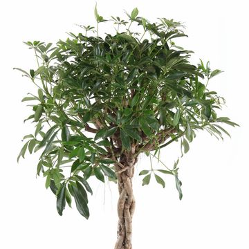 Schefflera arboricola 'Compacta'