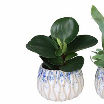 Piante da interno MIX