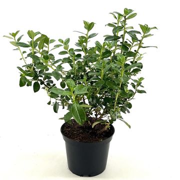 Escallonia rubra macrantha