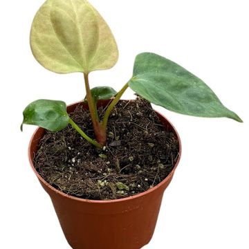 Anthurium portillae