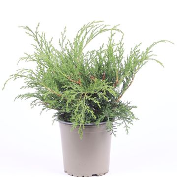 Microbiota decussata