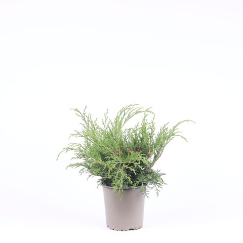 Microbiota decussata