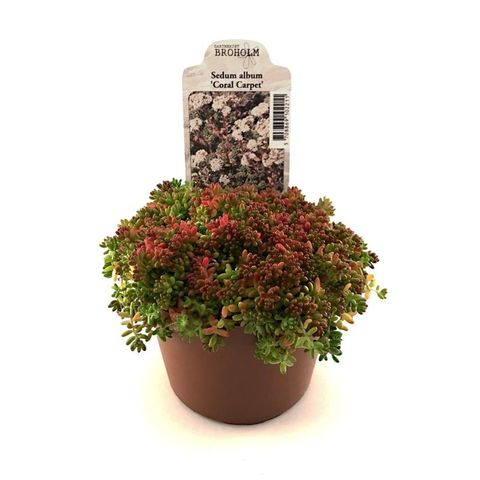 Sedum album 'Coral Carpet'