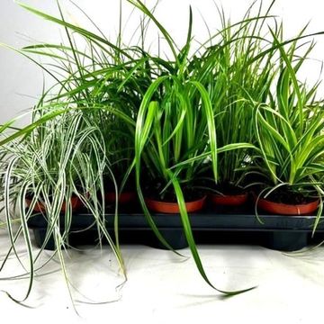 Carex MIX