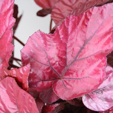 Begonia BELEAF INCA FLAME