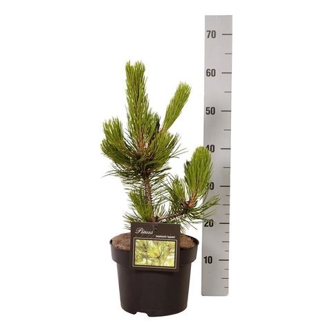 Pinus heldreichii 'Сателлит'