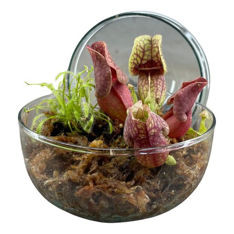 Arrangement Carnivorous plants