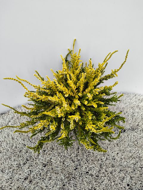 Calluna vulgaris 'Dart's Parrot'