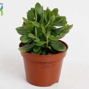 Crassula 'Moneymaker'