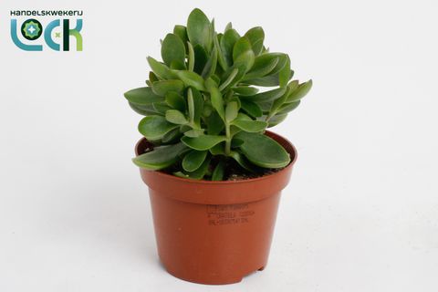 Crassula 'Moneymaker'