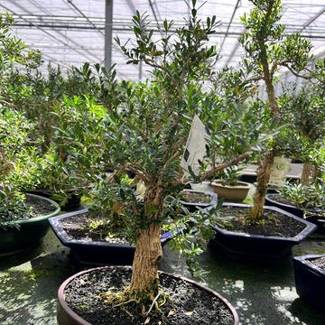 Buxus harlandii