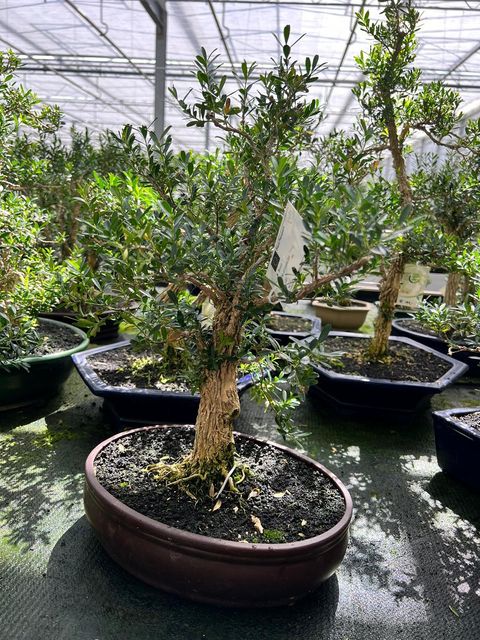 Buxus harlandii